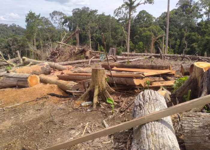 Desakan Cabut Izin Konsesi PT. API dan PT. BAT Kembali Bergulir