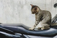Pusing Lihat Jok Motor Bolong Dicakar Kucing ! Ini Rekomendasi 8 Tips Agar Jok Motor Tidak Dicakar Kucing