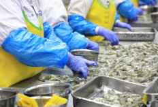 Indonesia Masih Bisa Ekspor Udang ke Amerika Serikat