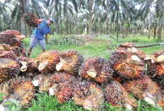 Diultimatum Wagub, Petani Keluhkan Harga Sawit Masih di Bawah Ketetapan Pemerintah 