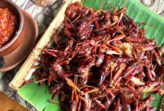 Seiring Dianggap Sebagai Serangga Yang Kotor, Ternyata Belalang Goreng Banyak Manfaat Untuk Kesehatan Tubuh 