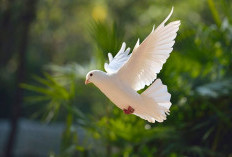 Ini Dia Arti Mimpi Tentang Burung Merpati Yang Jarang Diketahui 