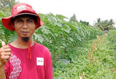 Intensifikasi Lahan Pertanian dengan Sistem Tumpang Sari