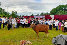 Efisiensi Anggaran? Hewan Qurban 2025 di Bengkulu Utara Merosot 20 Persen