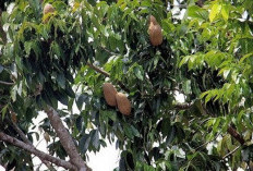 Bukan Batangnya Saja Termasuk Kayu Berkualitas ! Ternyata Air Rebusan Daun Mahoni Bermanfaat Bagi Kesehatan