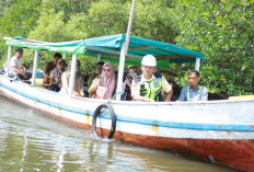 Potensi Laut dan Mangrove Bengkulu Dilirik Korsel