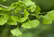 Ini Manfaat Ginkgo Biloba Untuk Kesehatan Tubuh