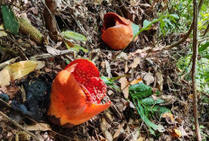 Momen Langka Raflesia November