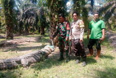 Dibantu Polisi, BKSDA Evakuasi Buaya Besar di Perkebunan Warga Teramang Jaya