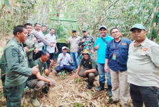 Perangkap Harimau Dilengkapi Kamera Trap di Dua Lokasi Landscape Napal Putih