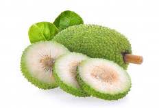 Ketahui Manfaat Buah Sukun Bagi Ibu Hamil Serta Cara Pengolahannya 