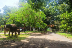 Jadi Taman Merah Putih, Gubernur Helmi Tetap Pertahankan Hutan Kota