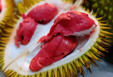 Kenali 9 Manfaat dari Buah Lai, Kembaran Durian yang Kaya Kebaikan