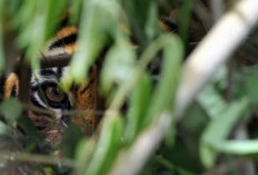 Harimau Berkeliaran di Kebun Warga, BKSDA Diminta Bertindak Cepat