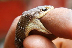 Arti Mimpi Digigit Ular, Waspada! Ada Kemiripan Analisanya Baik Perspektif Islam dan Primbon