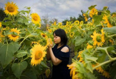 Manfaat Bunga Matahari Yang Jarang Diketahui Bagi Kesehatan Tubuh 