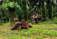 Buah Belum Normal, Harga TBS Tembus Rp 3.040/Kg