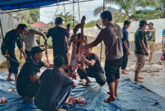 Keberkahan Idul Adha, Kejari Mukomuko Sembelih Dua Ekor Sapi Kurban