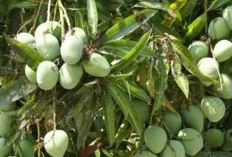 Jangan Sampai Tidak Tahu ! Ketahui 8 Khasiat Buah Mangga, Membuat Beberapa Penyakit Ini Ambyar