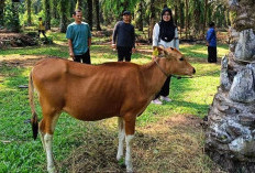 Populasi Ternak Daerah di Bengkulu Ini, Bisa Jadi Cluster Ekonomi Baru