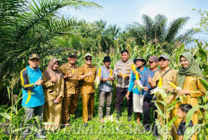 Pemdes Suka Baru Panen Raya Jagung, Wujud Komitmen Dukung Ketahanan Pangan