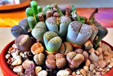 Mengenal Lebih Jauh dari Tanaman Lithops, Batu Hidup yang Berbunga