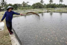 Pancaroba Cuaca, Ikan Diserang Virus, Benih Sulit Dicari