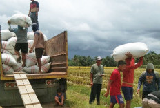 Optimalisasi Serap Gabah, Dody: Demi Lindungi Petani dan Jaga Stok Nasional