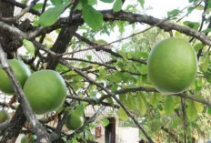 Temukan Berbagai Manfaat Di Buah Berenuk Yang Sangat Jarang Sekali Diketahui Banyak Orang.