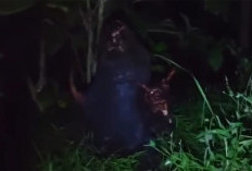 Bikin Merinding, Ini Makna dari Mimpi Melihat Genderuwo Menurut Primbon Jawa