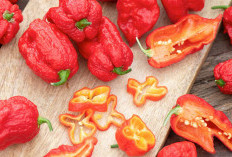 Carolina Reaper, Cabai Terpedas yang Ada di Dunia Memiliki 7 Fakta Menarik yang Perlu Anda Ketahui