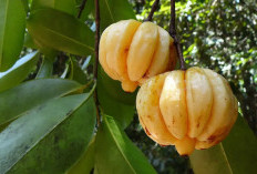 Kenali Buah Garcinia Cambogia Serta Manfaatnya Bagi Kesehatan Tubuh