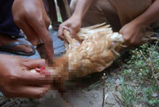 Arti Mimpi Menyembelih Ayam: Tafsir Menurut Islam dan Primbon Jawa, Termasuk Ayam Jago!