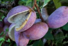 Mengungkap Rahasia Dibalik Buah Akebi yang Menyimpang Banyak Manfaat, Buah Ungu Terang dari Jepang!