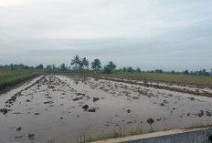 Program Cetak Sawah 3 Juta Hektar, Daerah di Bengkulu Ini Tak Masuk