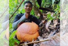 Momen Epik Lanskap Raflesia 