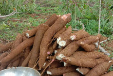 Kenali 10 Manfaat dari Singkong Untuk Kesehatan Tubuh