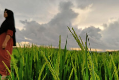 Musim Tanam di Bengkulu Utara Butuh 87 Ton Benih