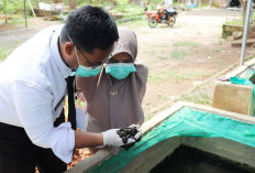 Ekspor ke Uzbekistan, Karantina Bengkulu Sertifikasi 9.700 Ekor Lintah