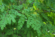 Waspada! Ini Dia Efek Samping dari Daun Kelor yang Jarang Diketahui