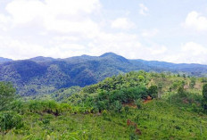 Penertiban Kawasan Hutan oleh Satgas PKH Berpotensi Meluas ke Bengkulu, Lirik  HPT dan HP