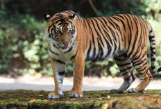  BKSDA Cari Jejak Harimau di Malin Deman Mukomuko