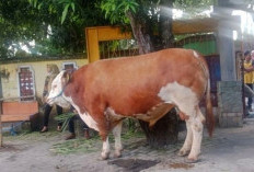 Jumlah Sapi Kurban Prabowo 985 Ekor, 3 Diantaranya Dibeli Dari Gubernur Jabar 2025