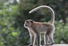 Waspada! Ini Makna dari Mimpi Melihat Monyet