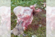 Penemuan Organ Dalam Kerbau Gegerkan Warga, Diduga Korban Komplotan Curnak