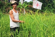Bisa Jadi Lumbung Pangan, Warga Sungai Lisai Ikhtiar Merawat Padi Riun
