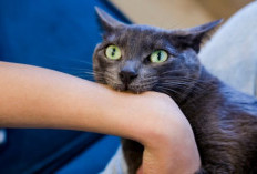 Jarang Diketahui, Ini Arti Mimpi Digigit Kucing