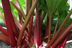 Jarang Diketahui, Ini 7 Manfaat Rhubarb Bagi Kesehatan, Dari Bantu Turunkan Kolesterol Hingga Menyehatkan Mata