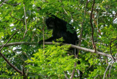 Jangan Panik! Ini Arti Mimpi Melihat Lutung dan Dikejar Monyet Menurut Primbon Jawa dan Islam