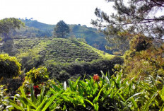 Sekat Alam Garut-Tasikmaya, Jejak Sejarah, Mitologi Kuno hingga Magis di Gunung Satria 